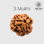 5 Mukhi Rudraksha Trishay Copy Copy Copy