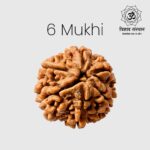 4 Mukhi Rudraksha Trishay