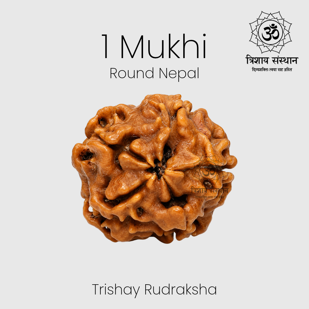 1 Mukhi Round Nepal Rudraksha Trishay - Image 2