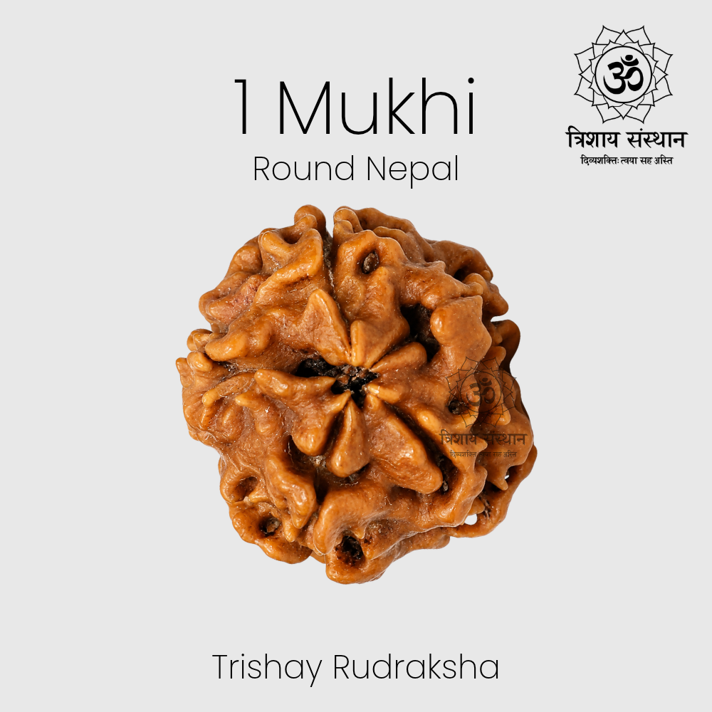 1 Mukhi Round Nepal Rudraksha Trishay