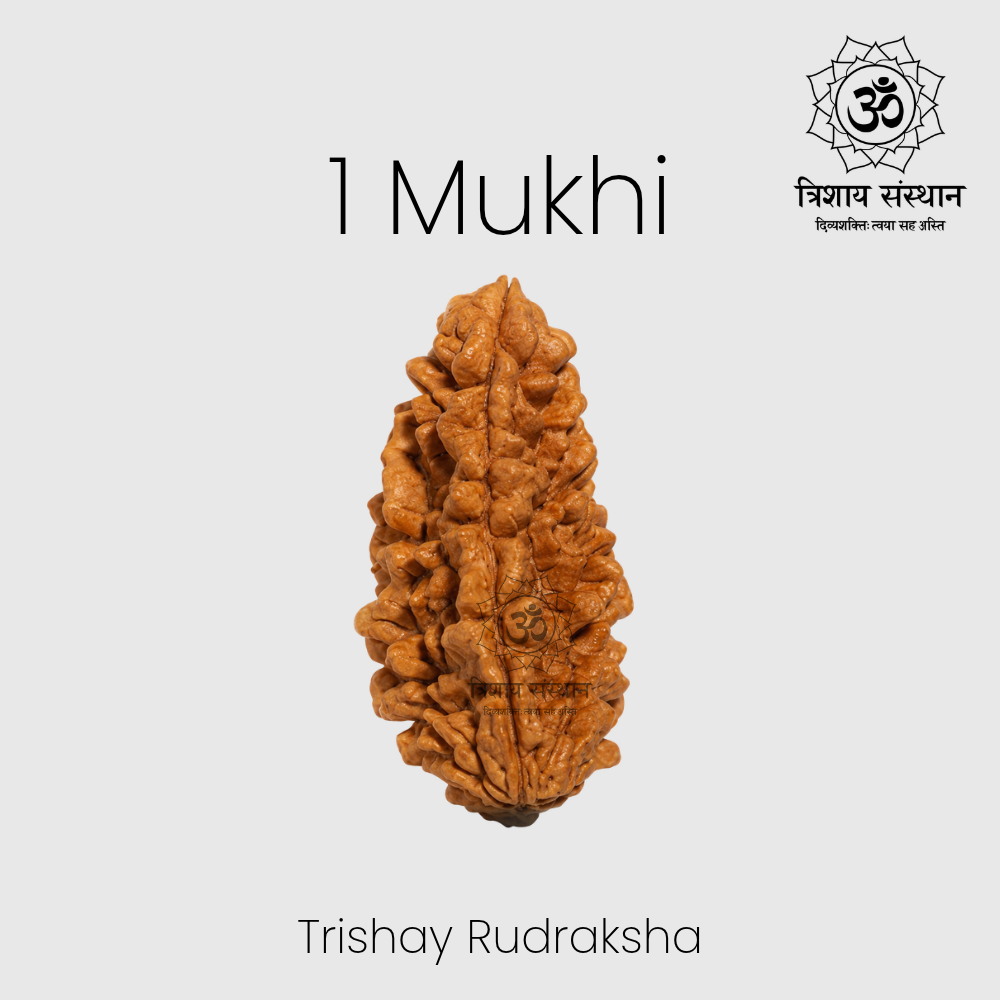 1 Mukhi Half Moon (Kaju Shape) Rudraksha Trishay - Image 2