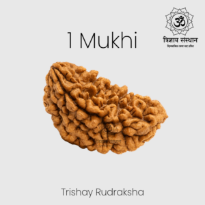 1 Mukhi Half Moon (Kaju Shape) Rudraksha Trishay