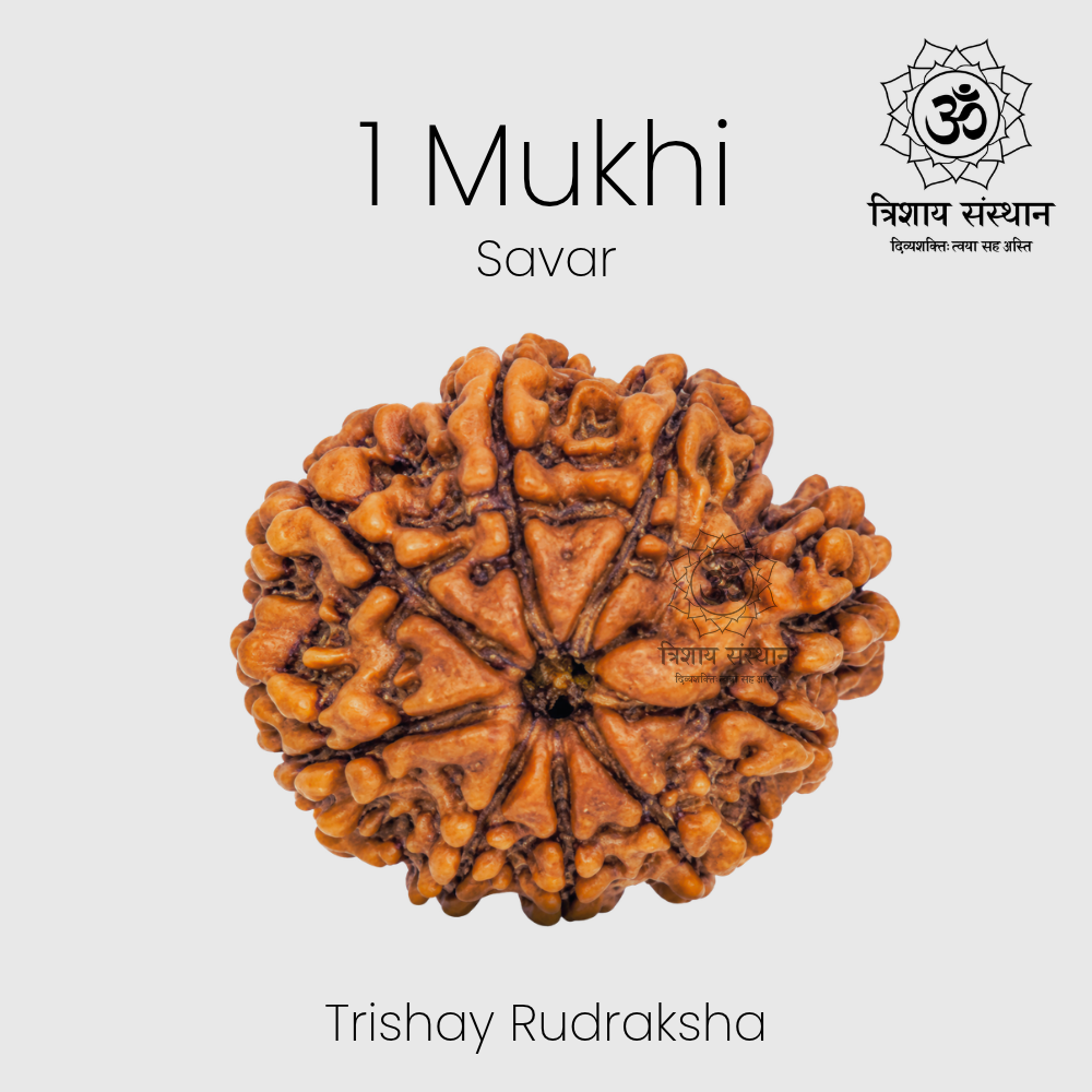 1 Mukhi Savar Rudraksha Trishay - Image 2