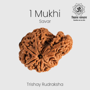 1 Mukhi Savar Rudraksha Trishay