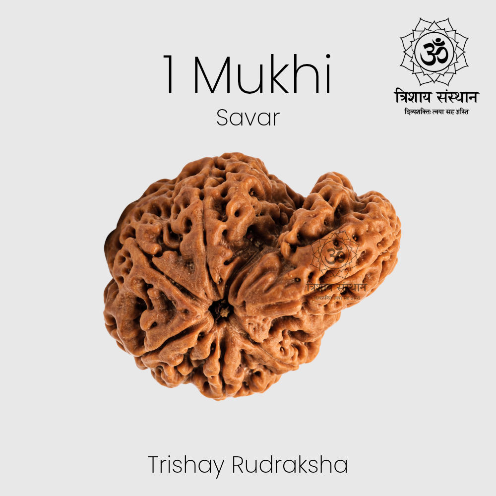 1 Mukhi Savar Rudraksha Trishay