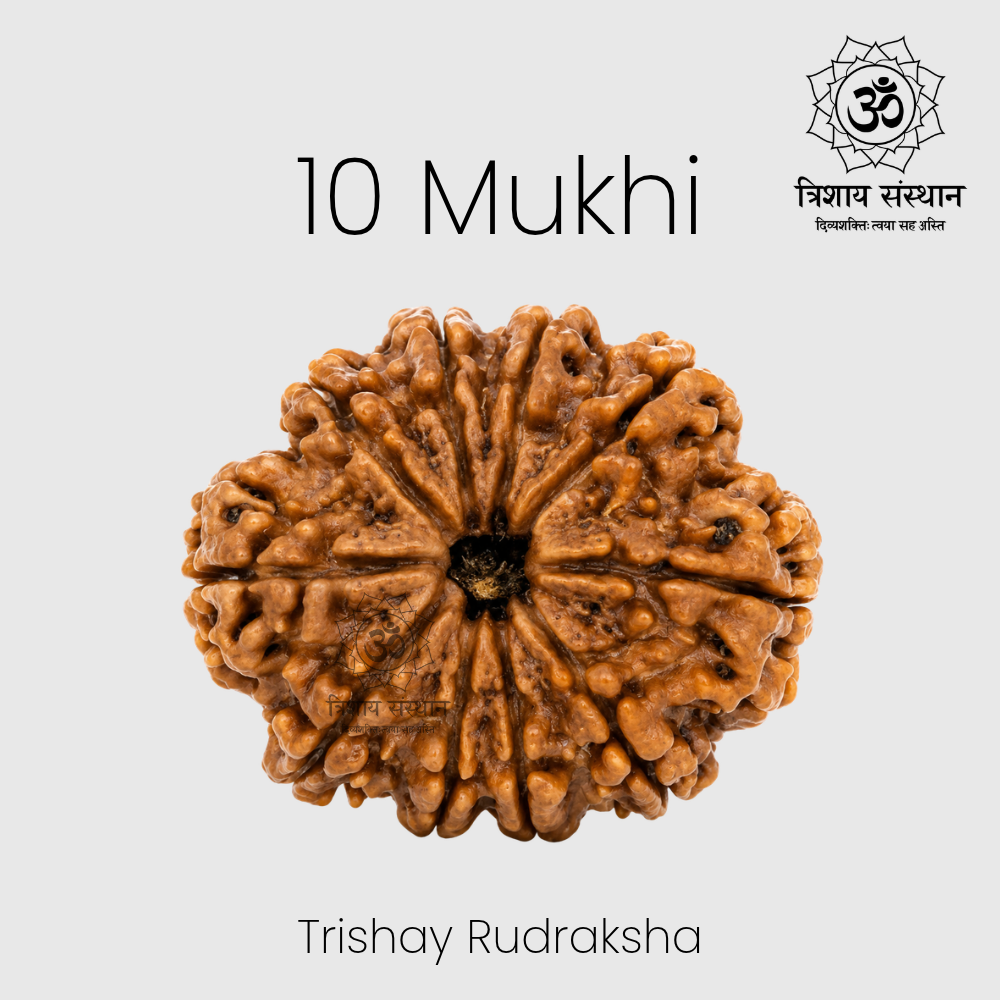 10 Mukhi Rudraksha Trishay