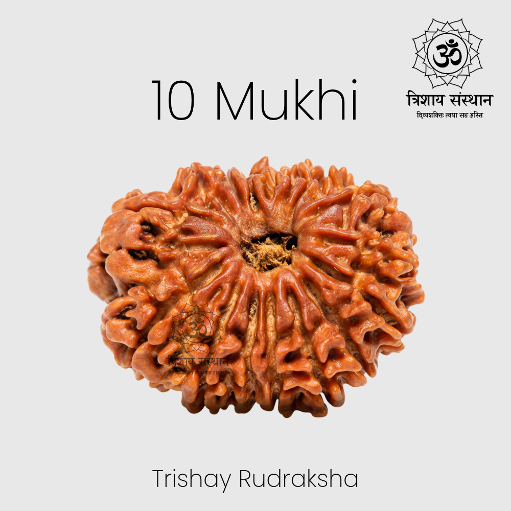 10 Mukhi Rudraksha Trishay - Image 2
