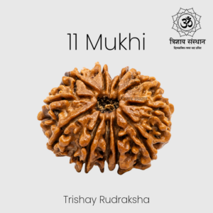 11 Mukhi Rudraksha Trishay