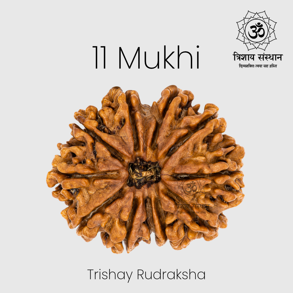 11 Mukhi Rudraksha Trishay - Image 2