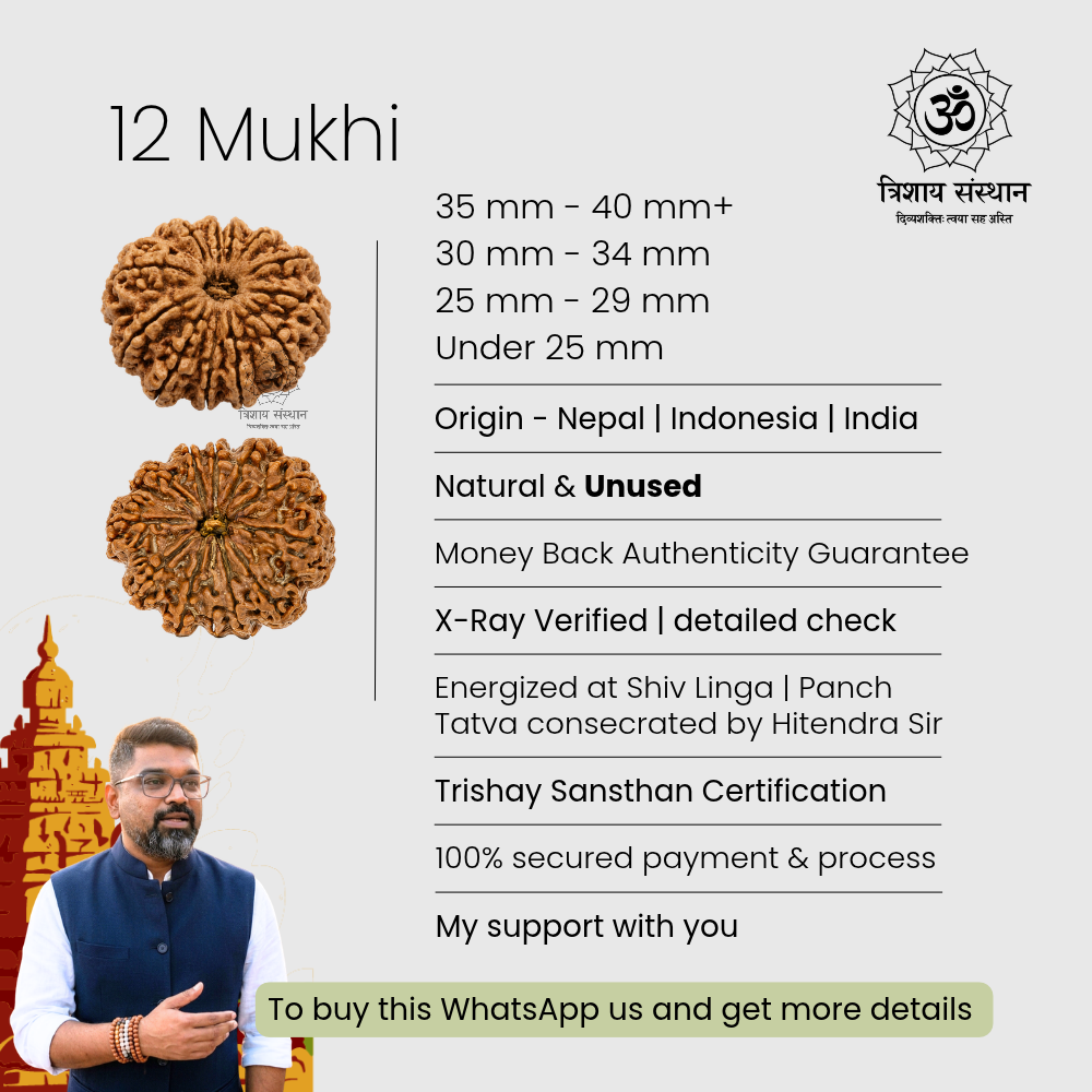 12 Mukhi Rudraksh Trishay - Image 3