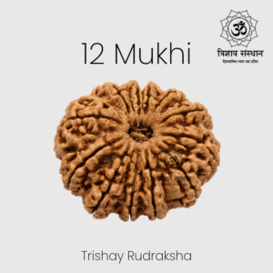 12 Mukhi Rudraksh Trishay