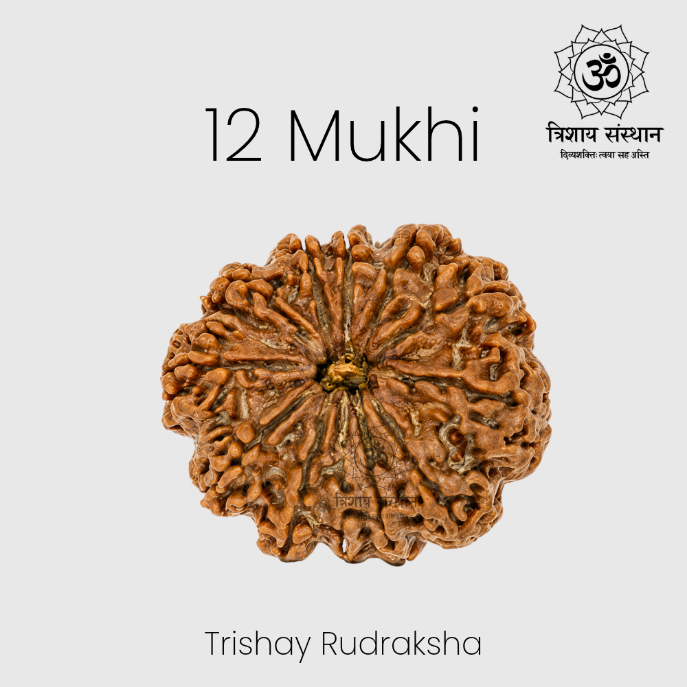 12 Mukhi Rudraksh Trishay - Image 2