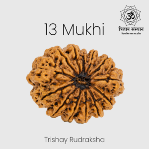 13 Mukhi Rudraksh Trishay
