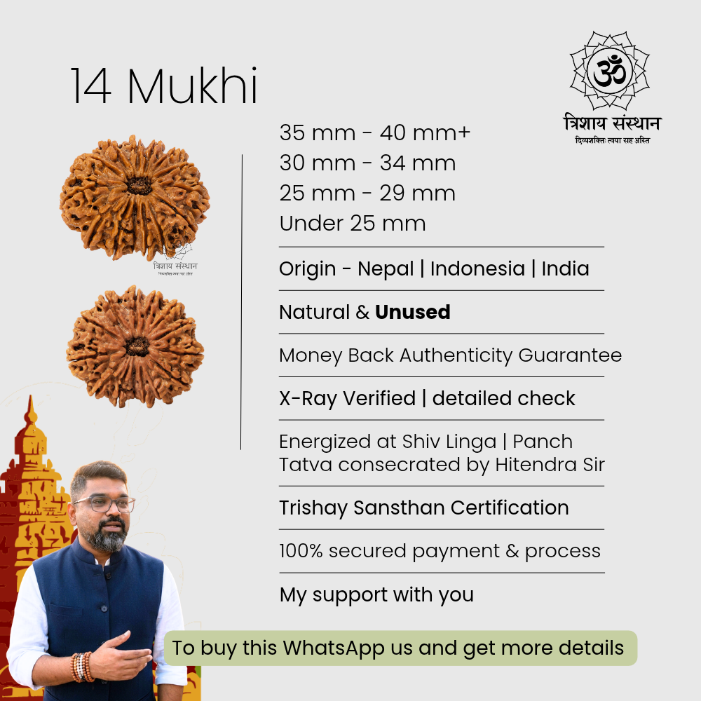 14 Mukhi Rudraksh Trishay - Image 3