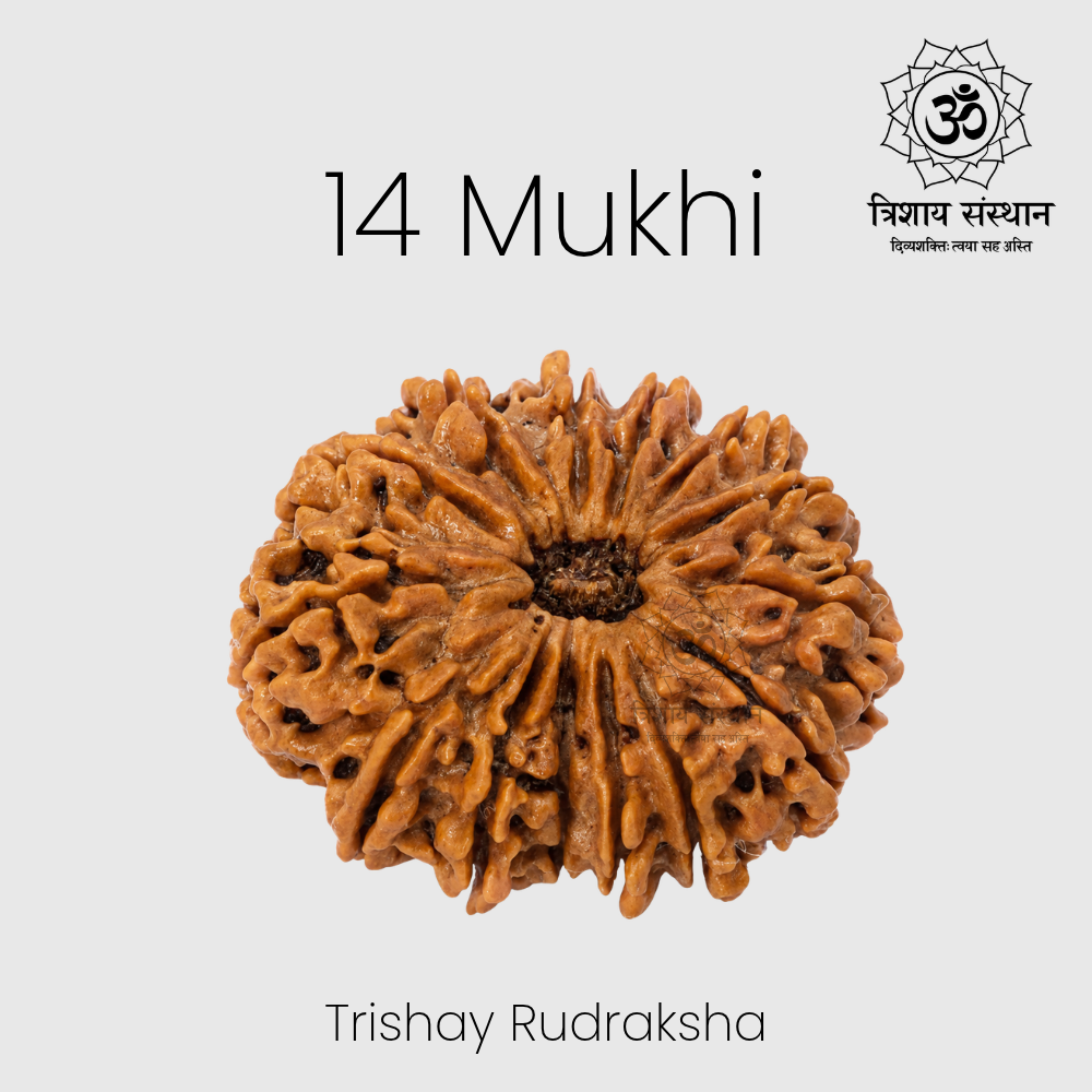 14 Mukhi Rudraksh Trishay - Image 2