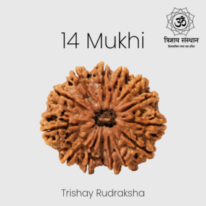 14 Mukhi Rudraksh Trishay