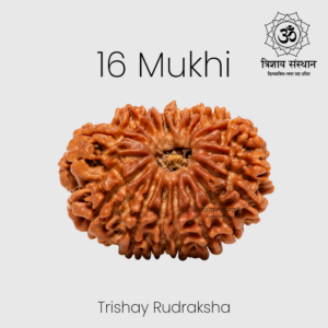 16 Mukhi Rudraksha Trishay