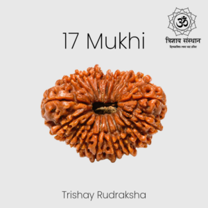 17 Mukhi Rudraksha Trishay