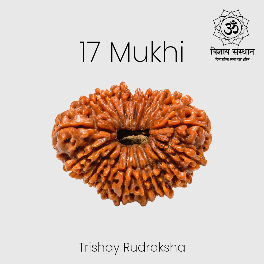 17 Mukhi Rudraksha Trishay