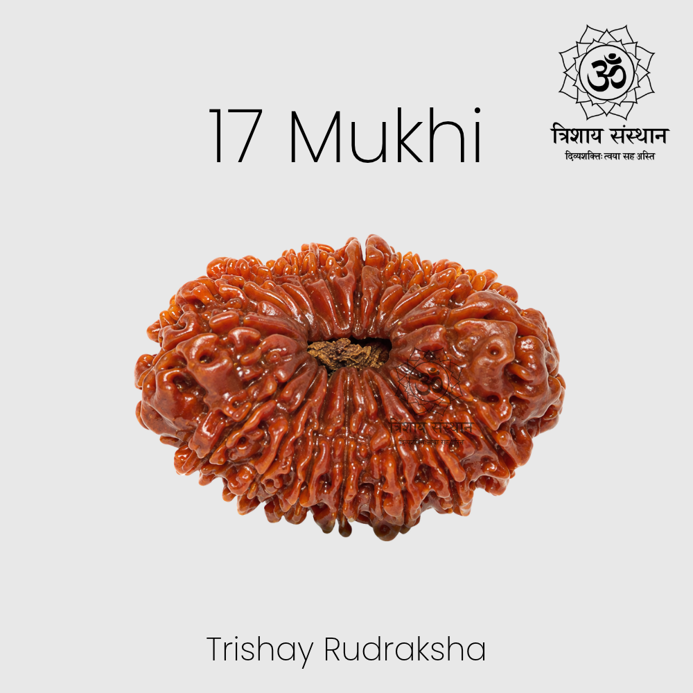 17 Mukhi Rudraksha Trishay - Image 2