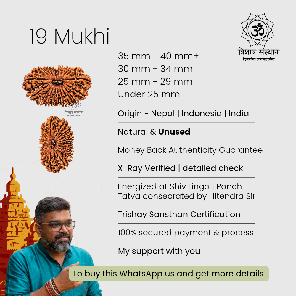 19 Mukhi Rudraksha Trishay - Image 3