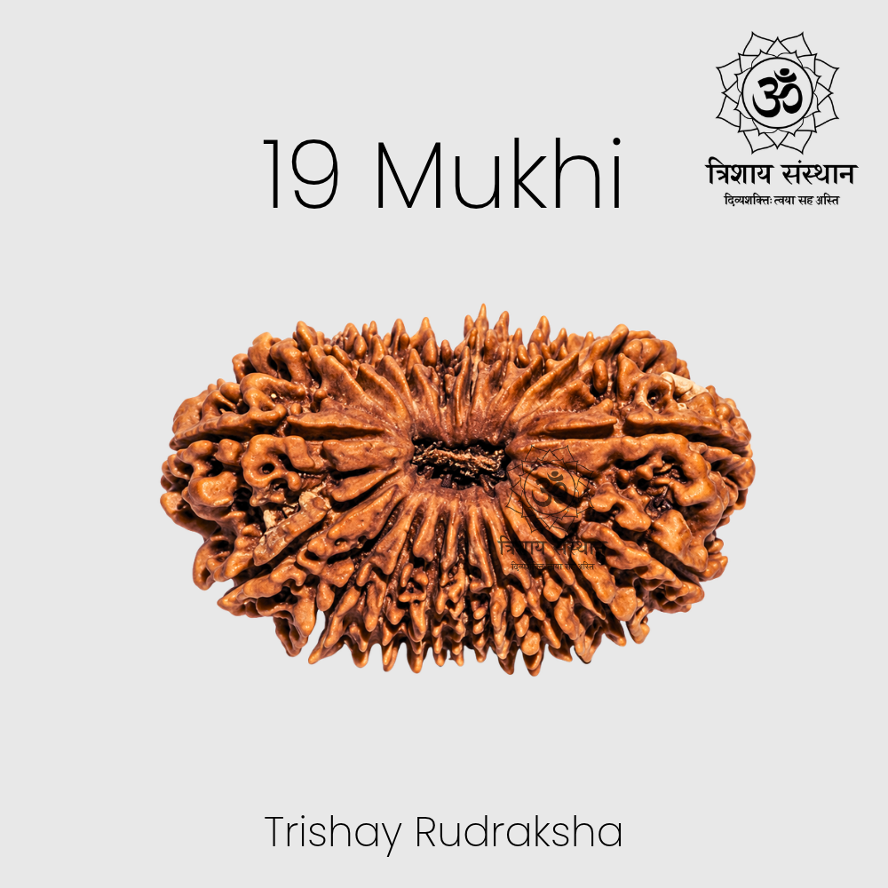 19 Mukhi Rudraksha Trishay