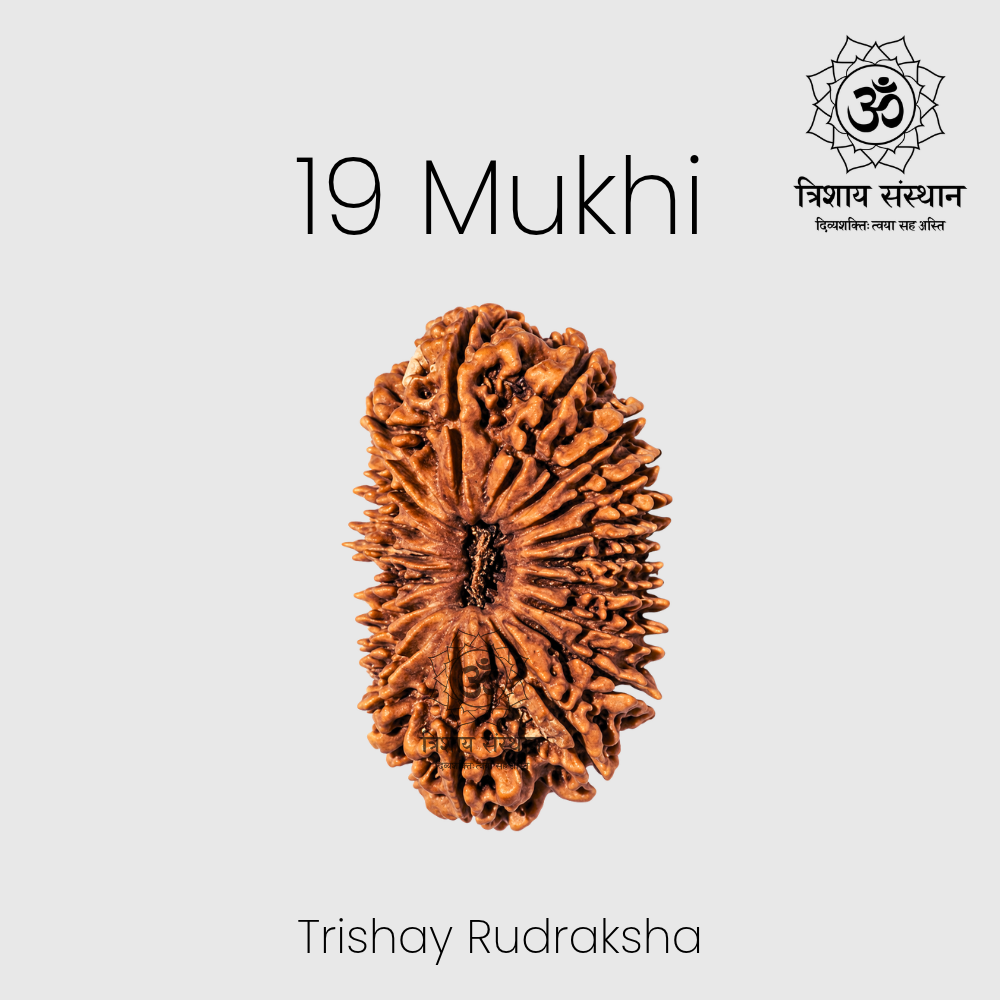 19 Mukhi Rudraksha Trishay - Image 2