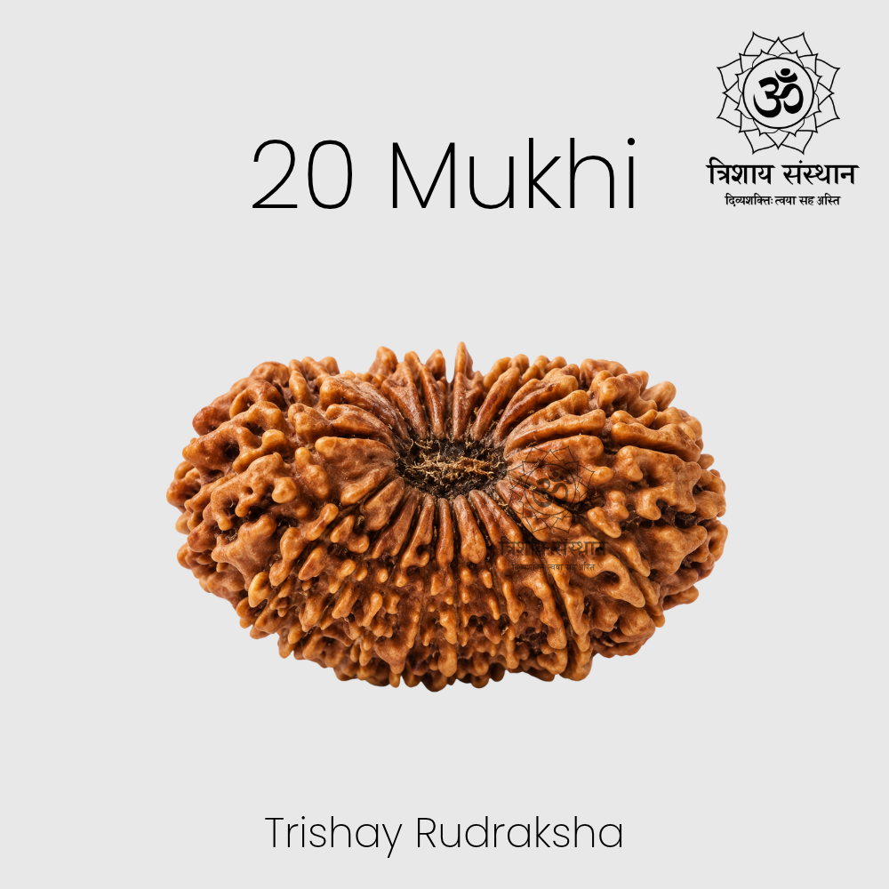 20 Mukhi Rudraksha Trishay