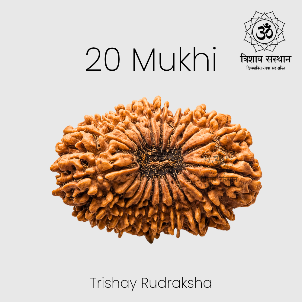 20 Mukhi Rudraksha Trishay - Image 2