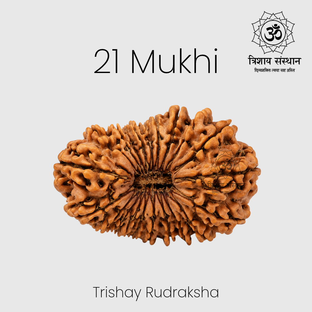 21 Mukhi Rudraksha Trishay