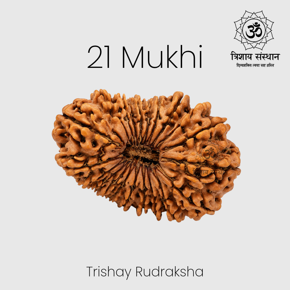 21 Mukhi Rudraksha Trishay - Image 2