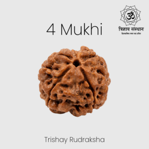 4 Mukhi Rudraksha Trishay