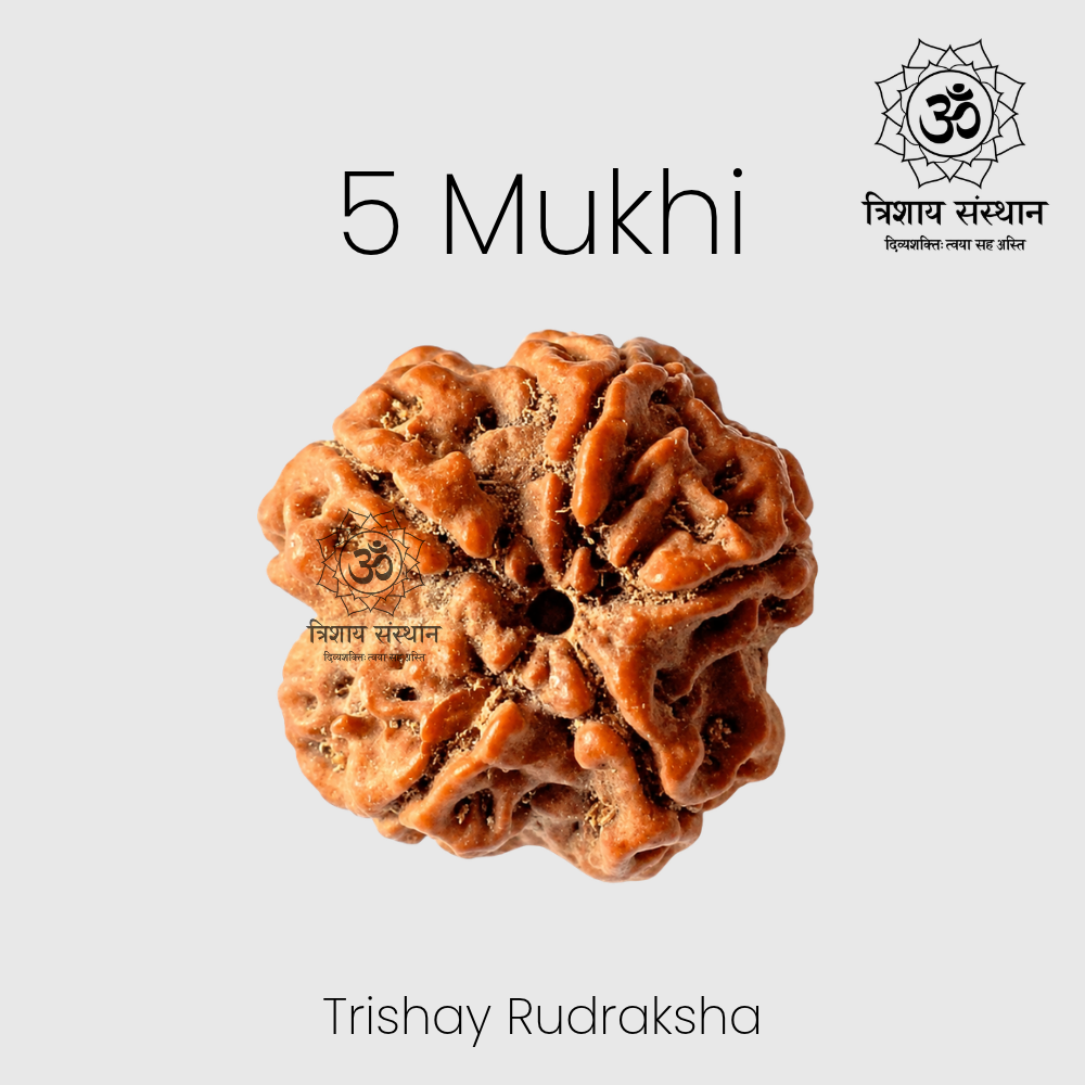 5 Mukhi Rudraksha Trishay - Image 2