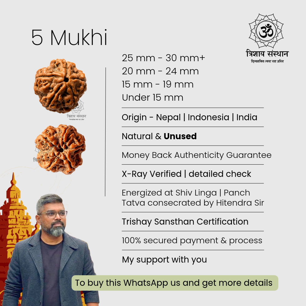 5 Mukhi Rudraksha Trishay - Image 3