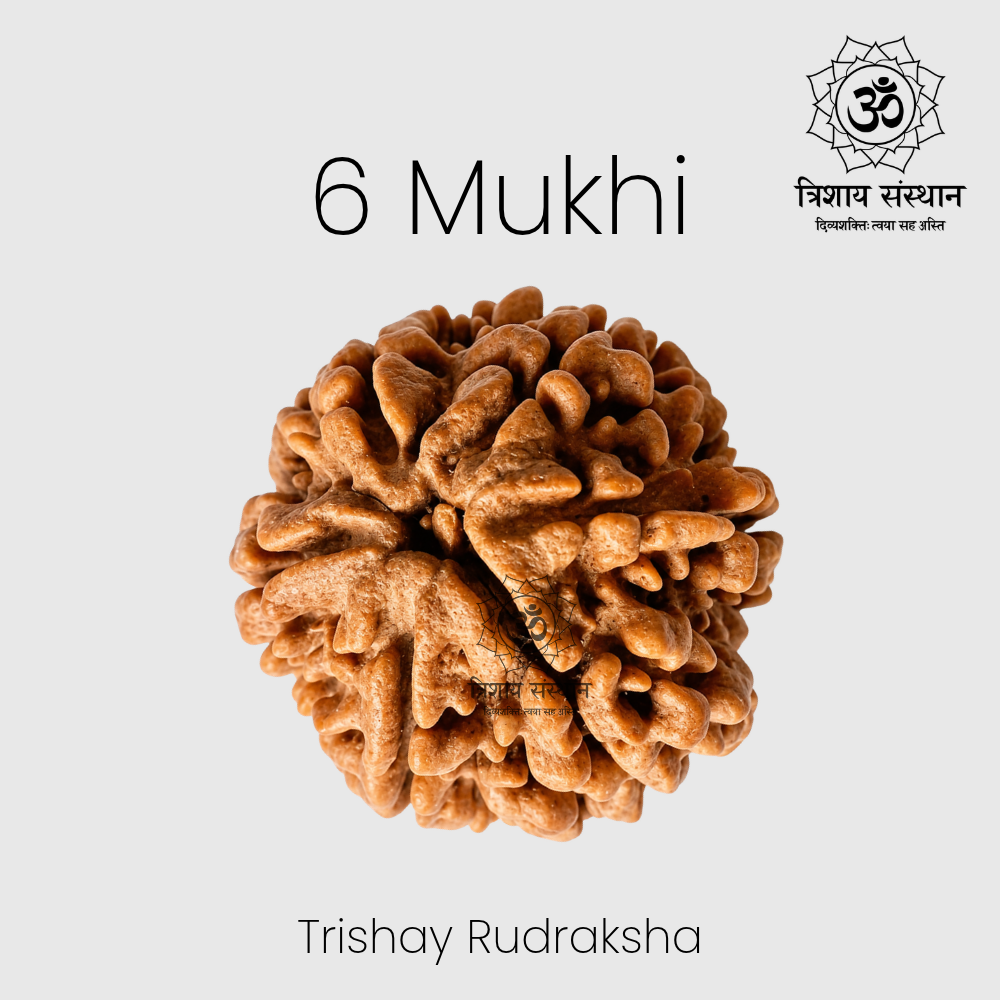6 Mukhi Rudraksha Trishay S - Image 2