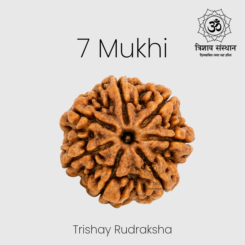 7 Mukhi Rudraksha Trishay