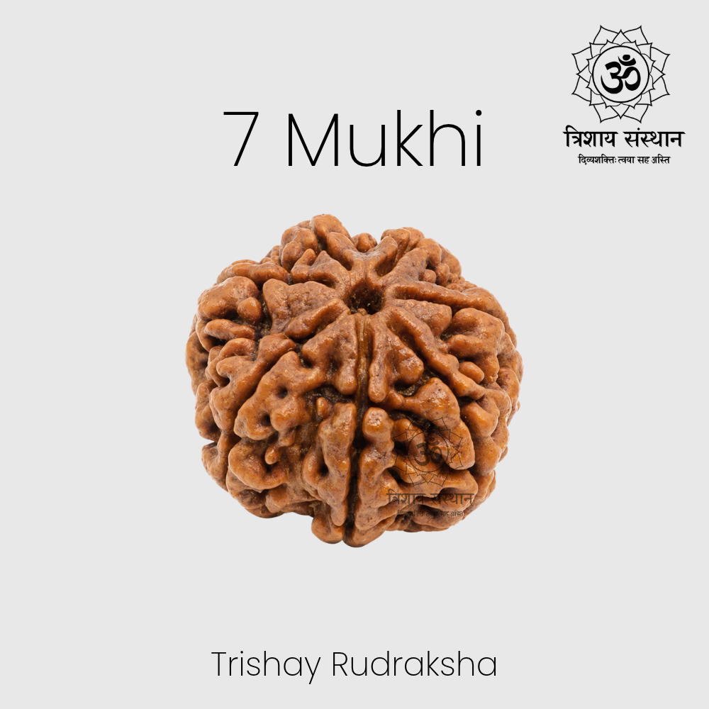 7 Mukhi Rudraksha Trishay - Image 2
