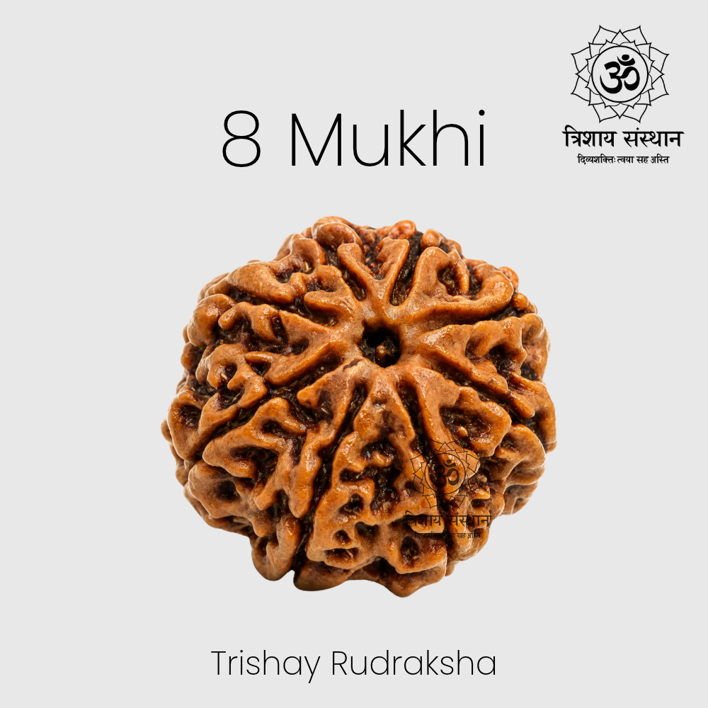 8 Mukhi Rudraksha Trishay