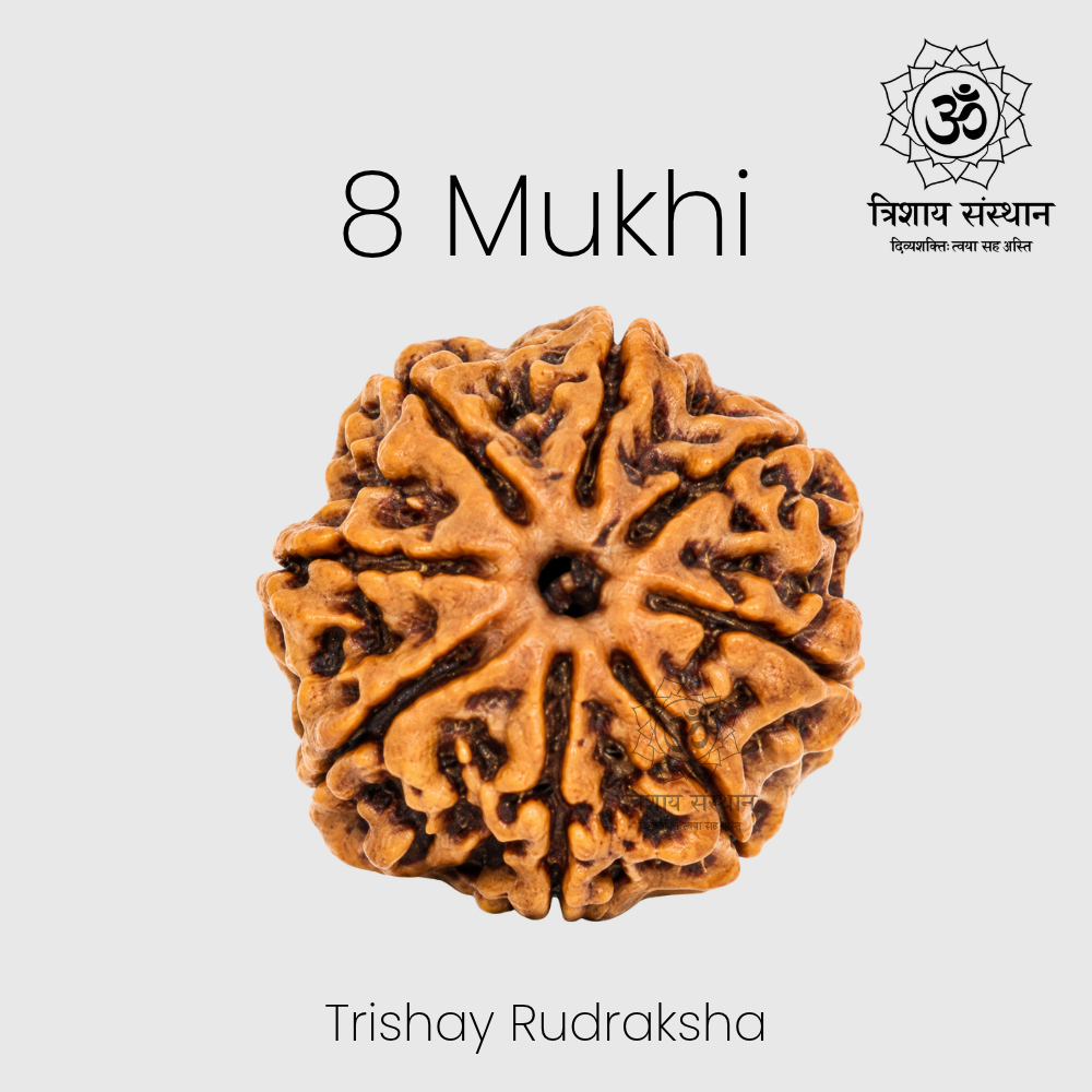 8 Mukhi Rudraksha Trishay - Image 2
