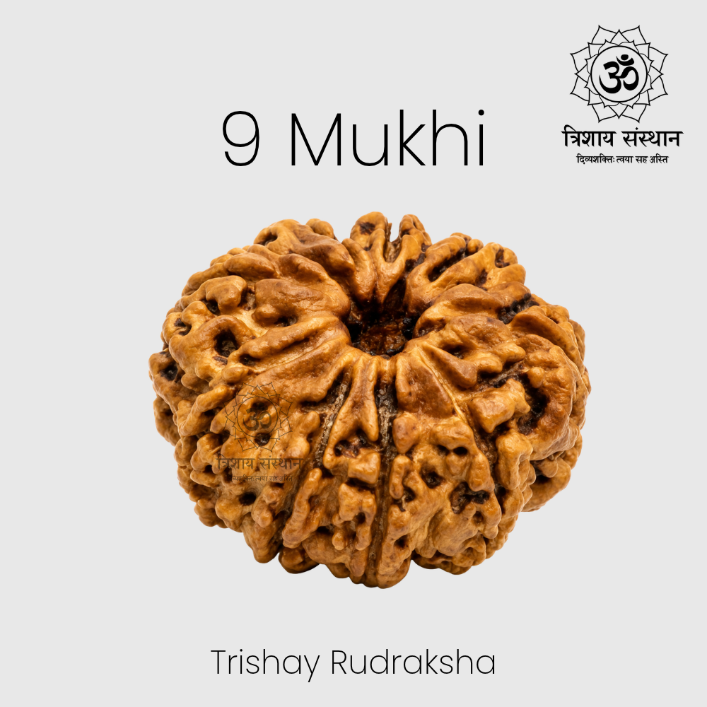 9 Mukhi Rudraksha Trishay - Image 2