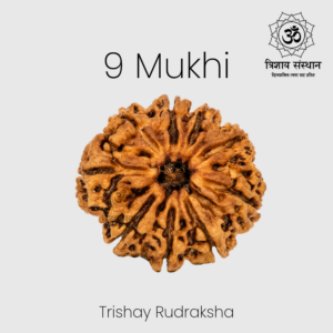 9 Mukhi Rudraksha Trishay