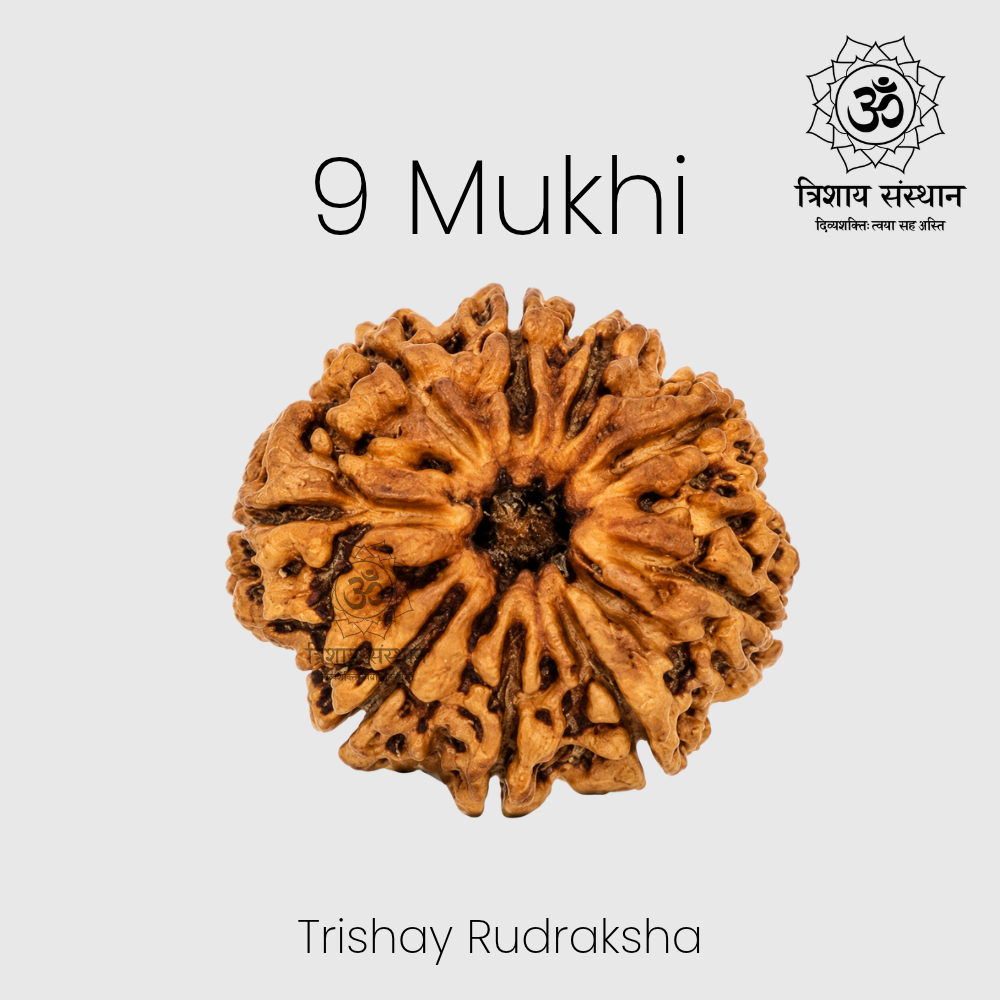 9 Mukhi Rudraksha Trishay
